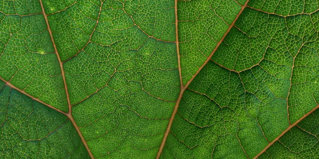 Rappresentazione visiva dell'articolo: Green Bonds: cosa sono e come funzionano